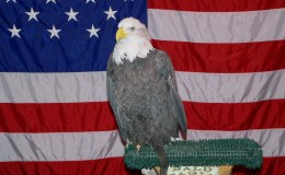 Birds of the Bible – Eagles&nbsp;II