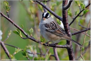 White-crowned Sparrow (Zonotrichia leucophrys) by Ray