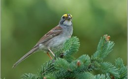 Fifth Blog Anniversary