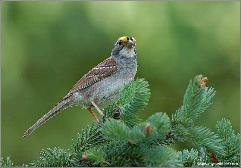 White-throated Sparrow (Zonotrichia albicollis) by Ray