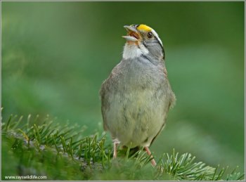 White-throated Sparrow by Ray