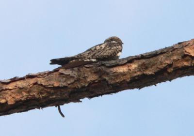 Common Nighthawk Common Nighthawk
