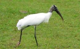 Eleventh Anniversary of Blogging About&nbsp;Birds