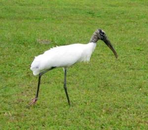Wood Stork