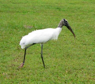 Wood Stork Wood Stork by Lee