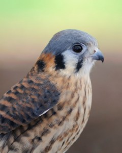 American Kestrel by AestheticPhotos