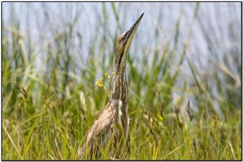 American Bittern (Botaurus lentiginosus) by Daves BirdingPix
