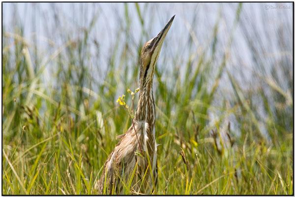 American Bittern (Botaurus lentiginosus) by Daves BirdingPix