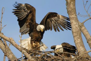 Bald Eagle Brings Nesting Material by Aesthetic Photos