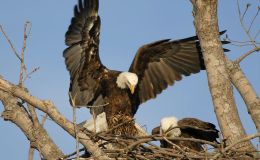 The Birds of the Bible –&nbsp;Eagles