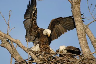 Bald Eagle (Haliaeetus leucocephalus) by Aesthetic Photos