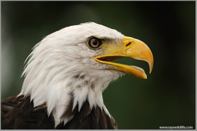 Eagle by Rays Wildlife Photography