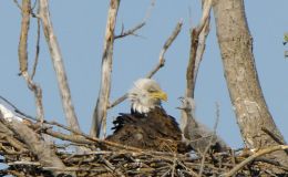 1st Lady Eagle with her eggs ~ by&nbsp;Bellamoonature