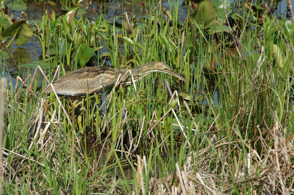 Bittern by Gramps (Les)