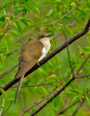 Black-billed Cuckoo by Jim Fenton