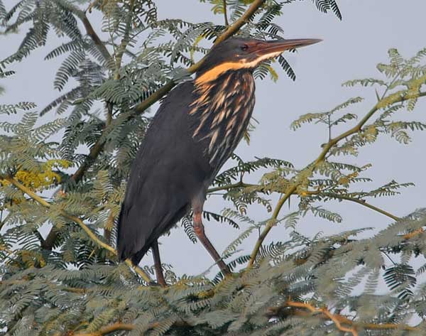Black Bittern (Dupetor flavicollis) by Nikhil Devasar