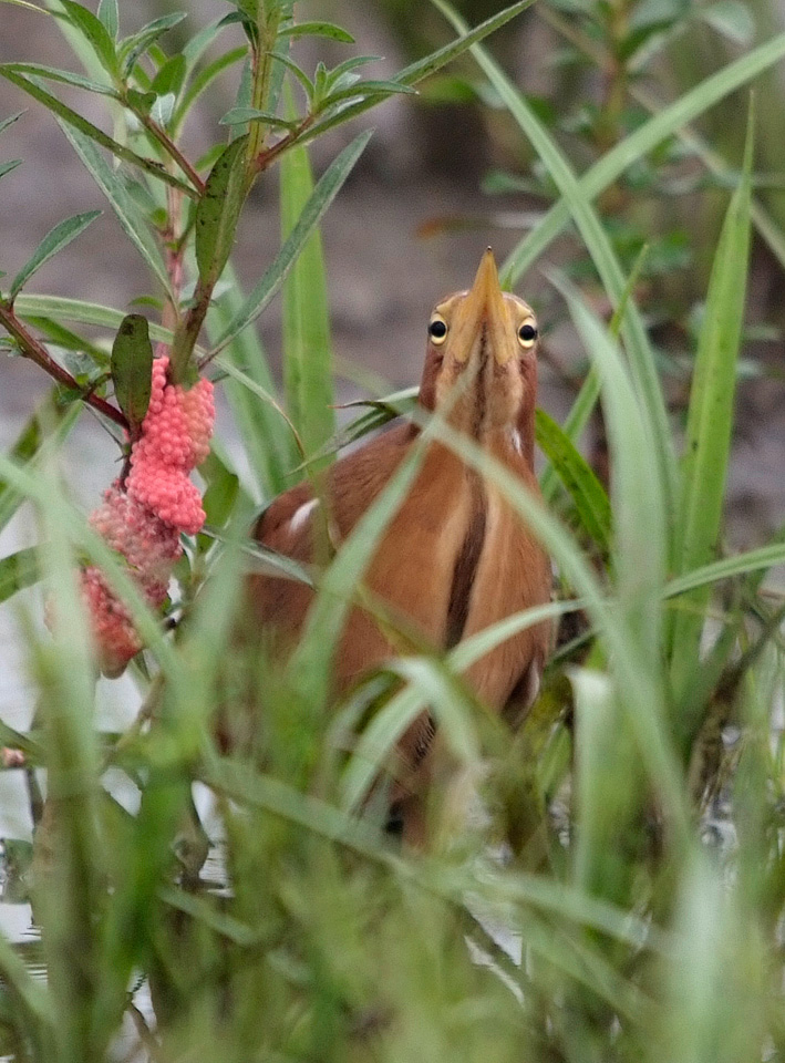Cinnamon Bittern by Phil Kwong in Hong Kong