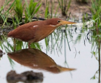 Cinnamon Bittern by Phil Kwong