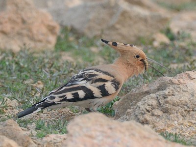 Eurasian Hoopoe 