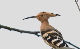 Lee’s Six Word Saturday –&nbsp;2/18/17