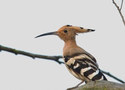 Eurasian Hoopoe (Upupa epops) by William Kwong