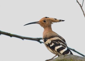 Eurasian Hoopoe