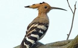 DON’T MESS WITH THE HOOPOE!&nbsp;(Re-post)