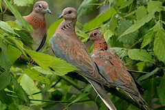 Birds In Christmas Hymns – Welcome To Christmas&nbsp;(Re-post)