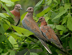 Doves in Israel Doves in Israel