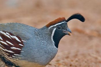 Gambel's Quail (Callipepla gambelii) ©WikiC