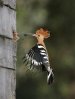 Hoopoe Feeding Young ©©Dvir Lotan from Israel