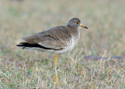Lapwing by William Kwong at Chung Zhan wetland, China Lapwing by William Kwong at Chung Zhan wetland, China