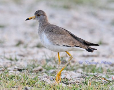 Lapwing by William Kwong