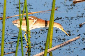 Least Bittern (Ixobrychus exilis)  by Bob-Nan