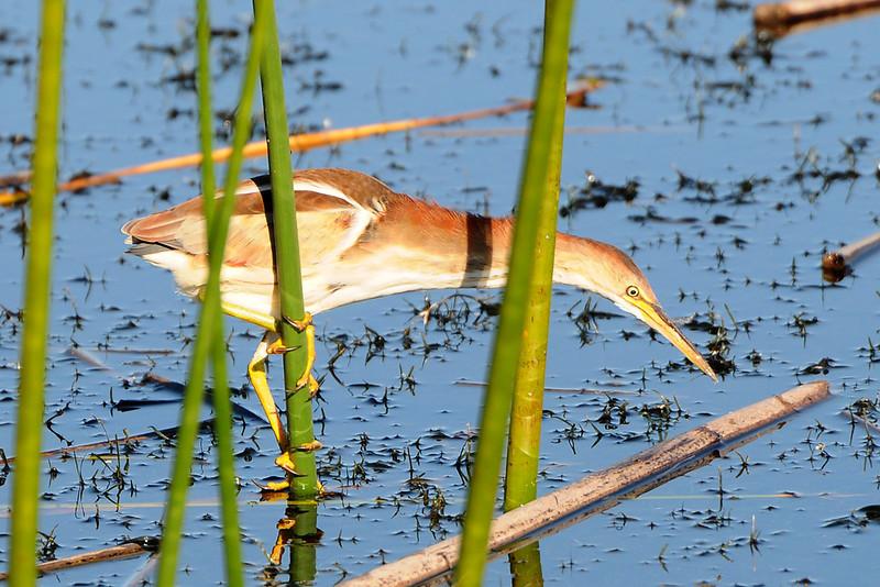 Least Bittern (Ixobrychus exilis) by Bob-Nan