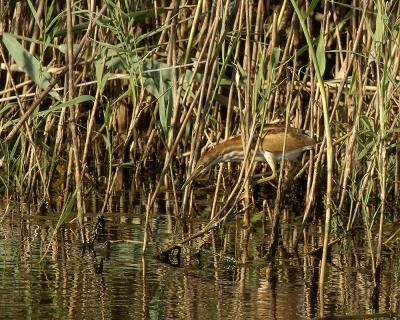Least Bittern (Ixobrychus exilis) by Jim Fenton