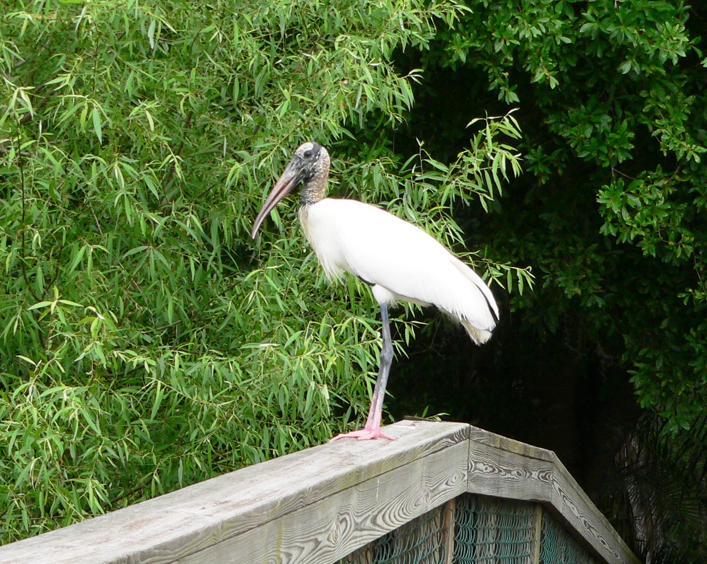 Wood Stork at S. Lake Howard Nature Park Wood Stork at S. Lake Howard Nature Park