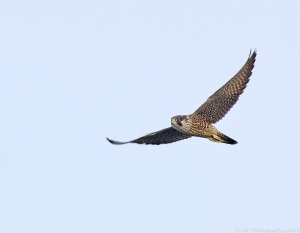 Peregine Falcon by Jim Fenton
