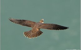 Avian and Attributes –&nbsp;Faithful