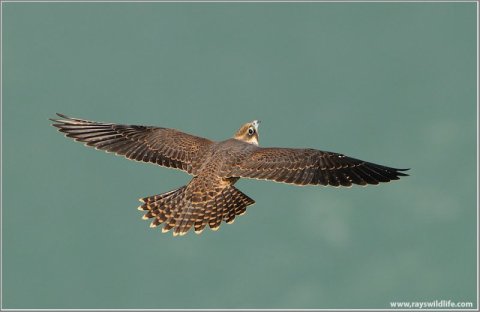 Peregrine Falcon In Flight by Ray