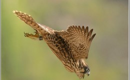 Do Not Eat The Gripe Or The&nbsp;Aliet!