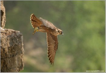 Peregrine Falcon Lift Off Into The Mist
