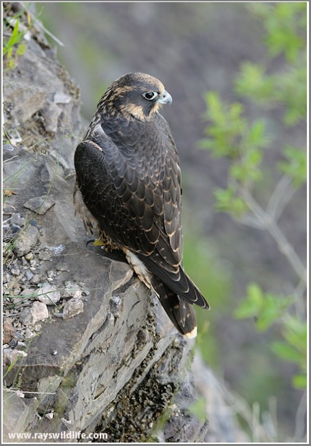 Northern Raven and Peregrine Falcon: Two Birds Supporting the Manx Coat ...