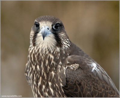 Peregrine Falcon (Falco peregrinus) by Ray