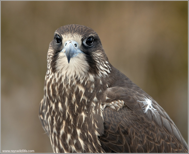 Peregrine Falcon (Falco peregrinus) by Ray
