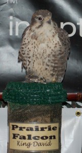 Prairie Falcon by Dan