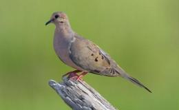 The Ghost Army –&nbsp;Repost