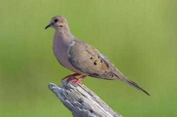Mourning Dove by Reinier Munguia