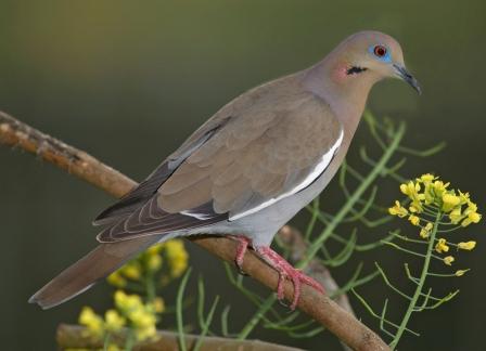 White-winged Dove by Reinier