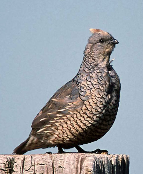Scaled Quail (Callipepla squamata) ©WikiC